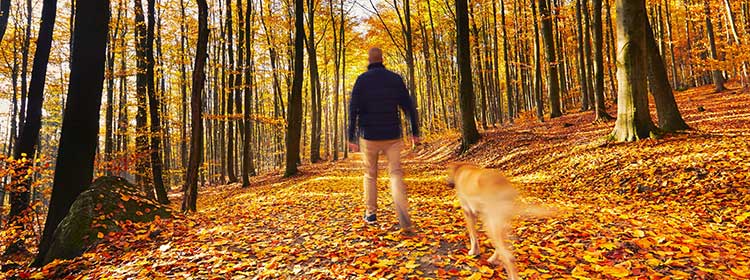 Man Walking Dog in Woods