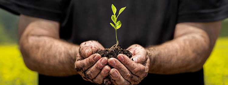 Farmer hands in field